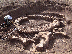 Holotyp des Spinophorosaurus / Remes et al. Creative Commons 4.0 International (CC BY 4.0)