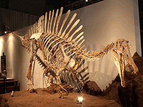 Rekonstruiertes Skelett des Spinosaurus / Kabacchi. Creative Commons 2.0 Generic (CC BY 2.0)