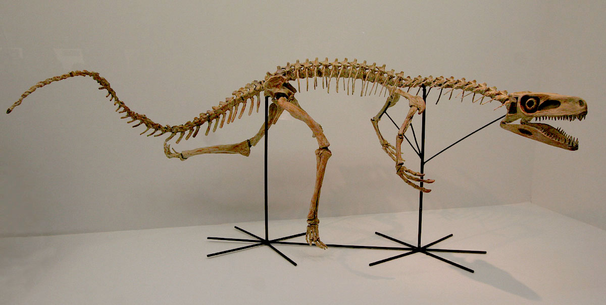 Image result for staurikosaurus pricei