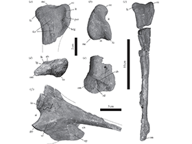 Fossilien des Tachiraptor/ Langer et al. Creative Commons 4.0 International (CC BY 4.0)