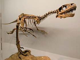 rekonstruiertes Skelett des Unenlagia / Kabacchi. Creative Commons 2.0 Generic (CC BY 2.0)