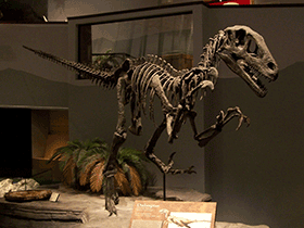 rekonstruiertes Skelett des Utahraptor / © Zach Tirell. Creative Commons ShareAlike 2.0 Generic (CC BY-SA 2.0)