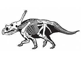 Vagaceratops / Sampson et al. Creative Commons 4.0 International (CC BY 4.0)