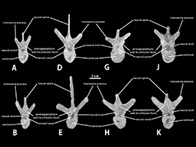 Wirbelknochen des Zhanghenglong  / Xing et al. Creative Commons 4.0 International (CC BY 4.0)
