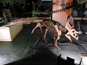 Rekonstruiertes Skelett des Zuniceratops / Kumiko. Creative Commons ShareAlike 2.0 Generic (CC BY-SA 2.0)