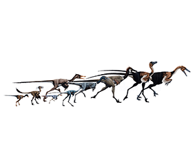 Troodontidae. Mei, Sinovenator, Byronosaurus, Jinfengopteryx, Sinornithoides, Sinusonasus, Troodon, Saurornithoides, Saurornithoides (von links, from left) / © Edyta Felcyn-Kowalska. Verwendet mit freundlicher Genehmigung des Autors.