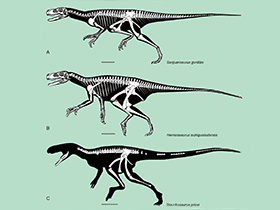 Herrerasauridae / ZooKeys. Creative Commons 3.0 Unported (CC BY 3.0)
