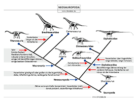 Schautafel der Neosauropoda / © Dinodata.de