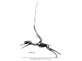 Germanodactylus
 / © Michael Hanson. Verwendet mit freundlicher Genehmigung des Autors