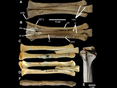 Fossilien des Elmisaurus / © Currie et al.