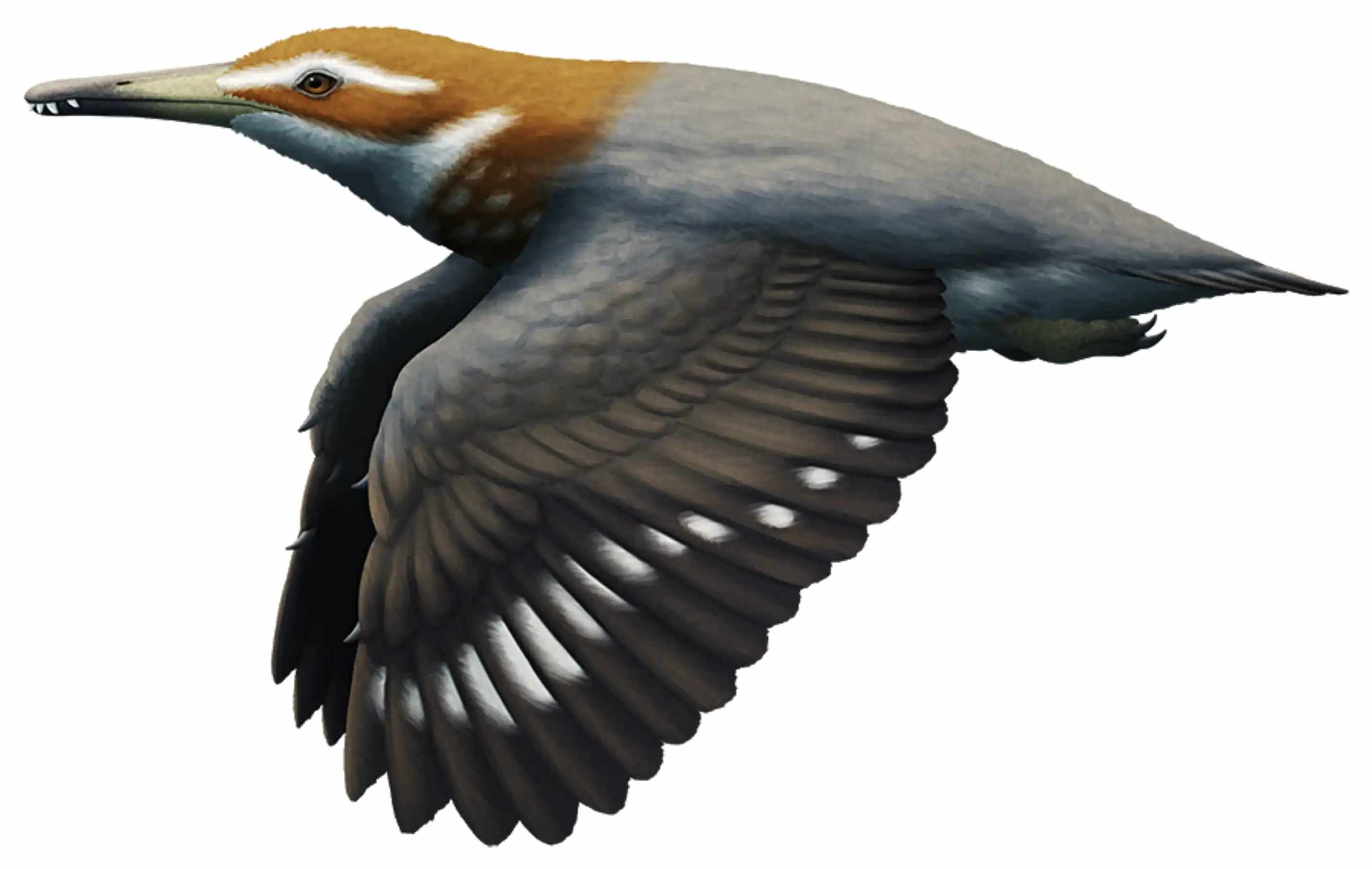 Longipteryx / © Nix Illustration Longipteryx / © Nix Illustration