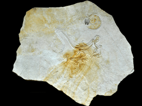 Archaeopteryx (Schamhaupten-Exemplar) / Rauhut el al. Creative Commons 4.0 International (CC BY 4.0)