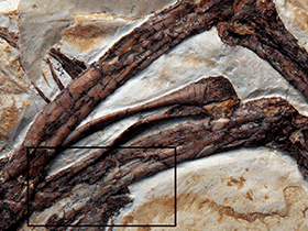 Fossildetail des Archaeopteryx, Solnhofen Exemplar (BMMS 500) / Erickson et al. Creative Commons 4.0 International (CC BY 4.0)