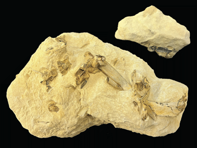 Holotyp / © Field et al.