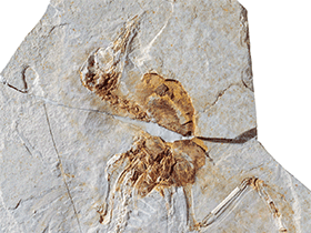 Fossil des Hongshanornis / Chiappe et al. Creative Commons 3.0 Unported (CC BY 3.0)