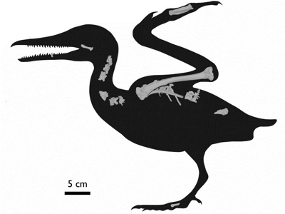 Skelettrekonsteruktion / © Field et al.