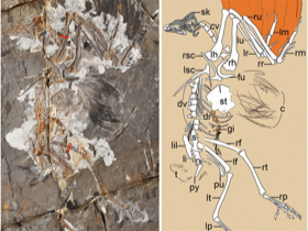 Holotyp des Jinguofortis / Wang et al. Published under the PNAS license