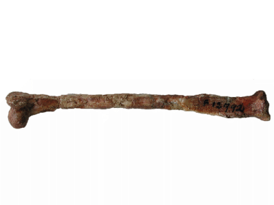 Holotyp / © Poropat et al.