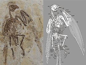Holotyp
 des Parapengornis / Hu et al. Creative Commons 4.0 International (CC BY 4.0)