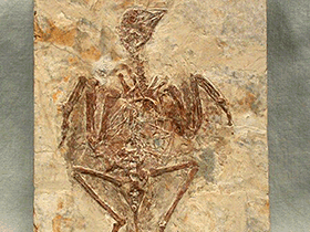 Protopteryx / The Virtual Fossil Museum. Creative Commons NonCommercial International 4.0 (CC BY-NC 4.0)