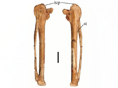 Handflügelknochen / © Scofield et al.