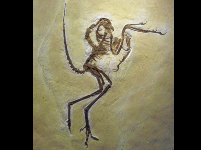 Fossil / Bild ist gemeinfrei (Public domain)