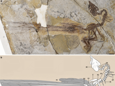Fossil des Yuanchuavis @ Wang Min et al.