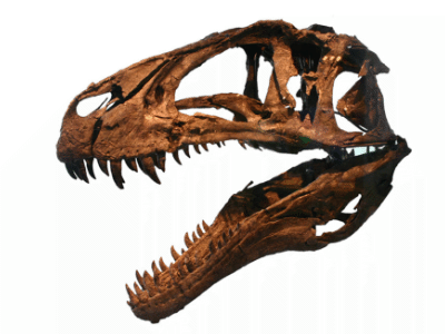 Schädel des Acrocanthosaurus / Ryan Somma, bearbeitet durch Dinodata.de. Creative Commons 2.0 Generic (CC BY-SA 2.0)