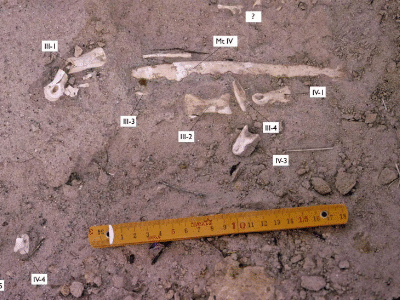 Fossilfund des Aepyornithomimus / Tsogtbaatar et al. Creative Commons 4.0 International (CC BY 4.0)