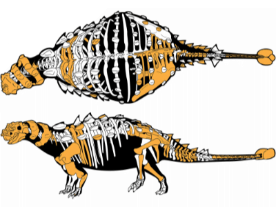 Skelettfunde des Akainacephalus / Wiersma​ & Irmis. Creative Commons 4.0 International (CC BY 4.0)