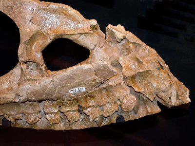 Oberkiefer des Albertosaurus / Tim Evanson. Creative Commons ShareAlike 2.0 Generic (CC BY-SA 2.0)