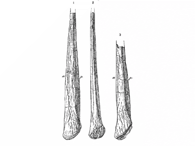 Schwanzstacheln
des Alcovasaurus. Bild ist gemeinfrei (public domain)