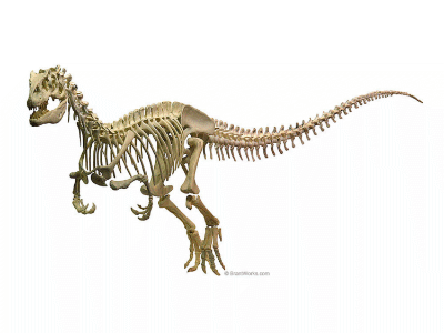 Skelett des Allosaurus / © Brantworks.com. Verwendet mit freundlicher Genehmigung des Autors.
