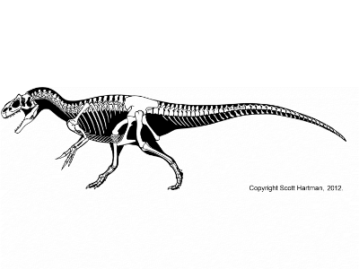 Allosaurus / © Scott Hartman. Verwendet mit freundlicher Genehmigung des Autors