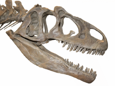 Schädel des Allosaurus / © Uwe Jelting. Creative Commons 4.0 International (CC BY 4.0)