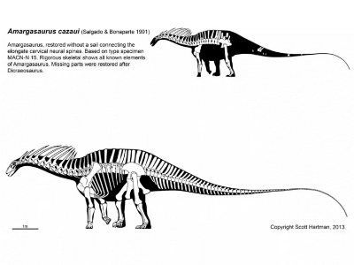 Dicraeosaurus / © Scott Hartman. Verwendet mit freundlicher Genehmigung des Autors