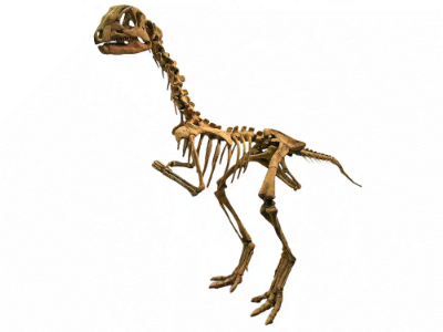 Skelett des Anabisetia / Kabacchi, bearbeitet von Dinodata.de. Creative Commons 2.0 Generic (CC BY 2.0)