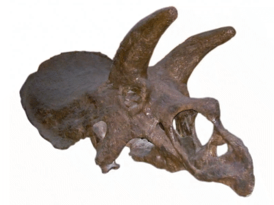 Schädel des Anchiceratops / Kordite, bearbeitet durch Dinodata.de. Creative Commons 2.0 Generic (CC BY-NC 2.0)
