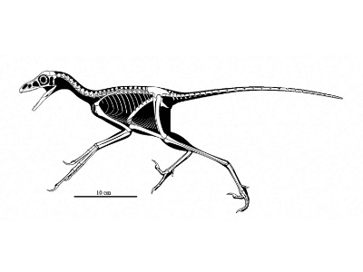 Skelett des Anchiornis / © Ville Sinkkonen. Verwendet mit freundlicher Genehmigung des Autors.