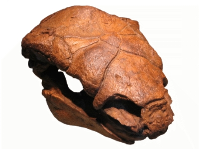 Schädel des Ankylosaurus / © Brian Smith , bearbeitet durch Dinodata.de (Schädel freigestellt). Creative Commons 2.0 Generic (CC BY-NC-SA 2.0)