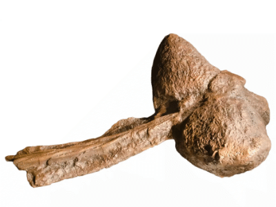 Schwanzkeule des Ankylosaurus / Tim Evanson. Creative Commons ShareAlike 2.0 Generic (CC BY-SA 2.0)
