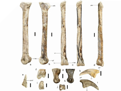 Fossilien des Anomalipes (Teile des Fußes) / Yu et al. Creative Commons 4.0 International (CC BY 4.0)