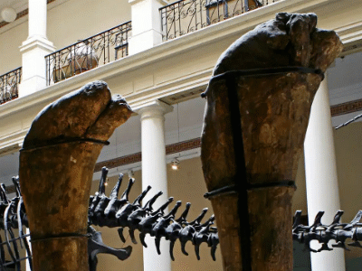 Femur des Antarctosaurus  / Tom Duca. Creative Commons ShareAlike 2.0 Generic (CC BY-SA 2.0)