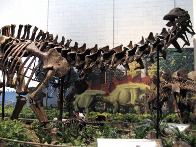 Apatosaurus / James St. John. Creative Commons 2.0 Generic (CC BY 2.0)