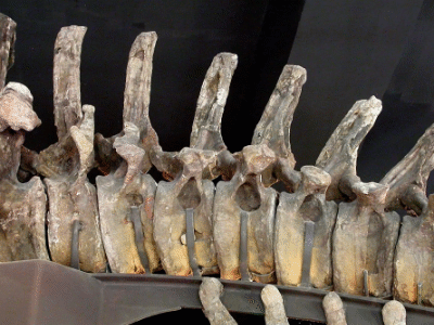 Pneumatische Vertiefungen im Schwanzwirbel des Apatosaurus / Wedel & Taylor. Creative Commons 4.0 International (CC BY 4.0)