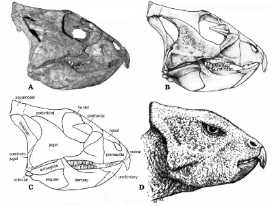 Schädel des Archaeoceratops / You et al. Creative Commons 4.0 International (CC BY 4.0)