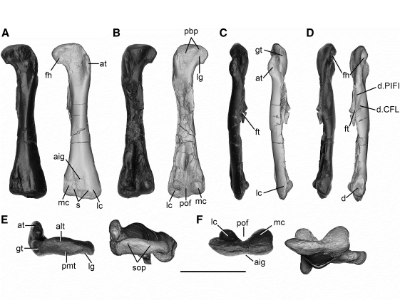 Holotyp / © Yao et al.