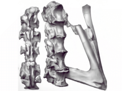 Kreuzbein und Schambein des Aristosuchus / Bild ist gemeinfrei (public domain)