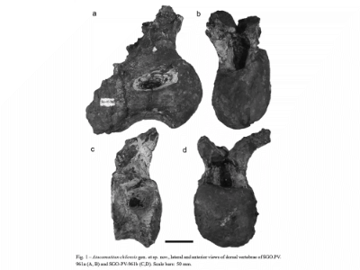 Wirbelknochen des Atacamatitan / Kellner et al. Creative Commons 4.0 International (CC BY 4.0)