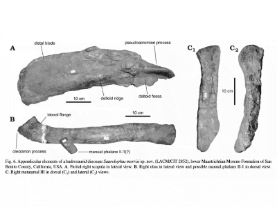 Holotyp des Augustynolophus / Prieto-Márquez et al. Creative Commons 4.0 International (CC BY 4.0)
